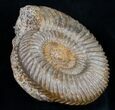 Superb Parkinsonia Ammonite #9702-1